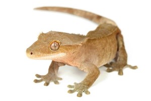 Correlophus (Rhacodactylus) ciliatus